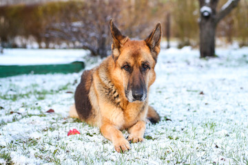 Beautiful German shepherd sitting on white plain snow on a cold winter day. Shot taken in small countryside city house garden.
