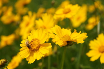 노란 금계국과 벌