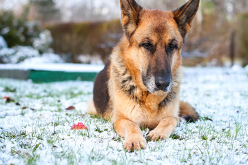Naklejka premium Beautiful German shepherd sitting on white plain snow on a cold winter day. Shot taken in small countryside city house garden.