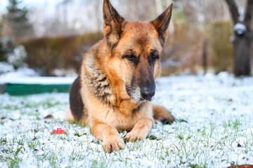 Beautiful German shepherd sitting on white plain snow on a cold winter day. Shot taken in small countryside city house garden.