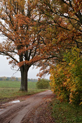 Fototapeta premium autumn city. autumn forest, sky, clouds, forest