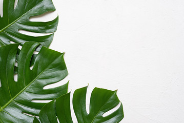 Green monstera leaf isolated on white background. © Natali