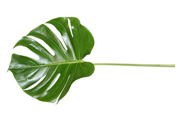 Green monstera leaf isolated on white background.