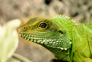 Grüne Wasseragame, seitliches Portrait, Makro