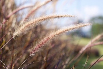Beautiful grassland on the side of the road