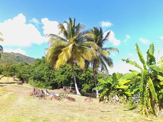 palm trees on beach coconuts 
