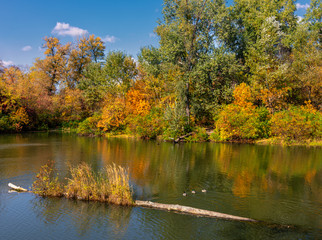 A calm river silently carries its waters. Ducks are swimming. Beautiful forest along the banks. Good sunny day for outdoor recreation.