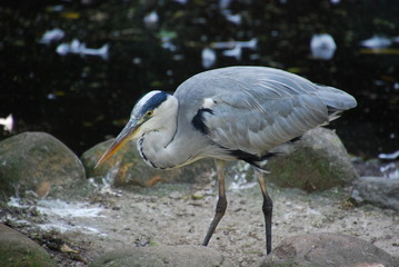 great blue heron in water