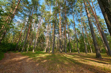 Sunny european forest landscape on a summer day with green trees
