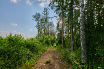 Sunny european forest landscape on a summer day with green trees