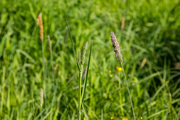 lush green grass on a warm sunny day