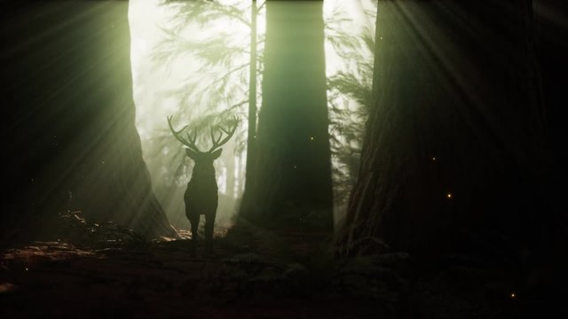 Beautiful deer in the forest with amazing lights at morning