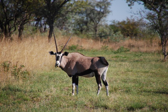 gemsbok in nature reserve