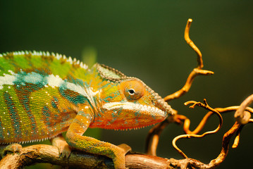 Grün, Gelb, Orange, Panther Chamäleon auf Ast, Portrait, helle Nahaufnahme