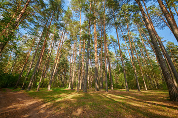 Fototapeta na wymiar Sunny european forest landscape on a summer day with green trees