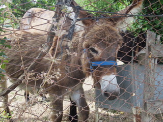 Beautiful donkey behind a fence on the road to Santiago de Compostela, El Camino de Santiago,...