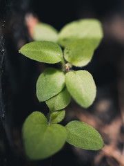 green leaves of clover