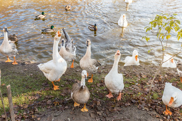 A flock of geese and ducks demand food in the public park.