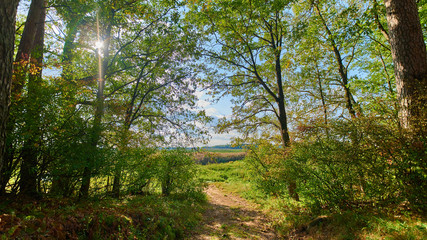 Peaceful rural summer european landscape with green trees and water