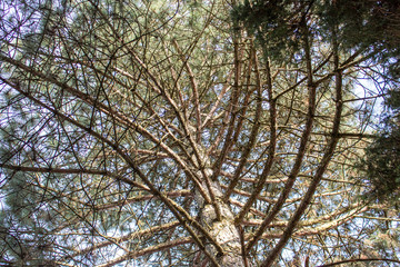 Pinie, Blick von unten nach oben. Blauer Himmel im Hintergrund