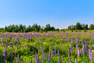 Sunny european summer meadow with birds and blue flowers