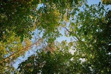 Dense green crowns of trees in the forest on a sunny summer day