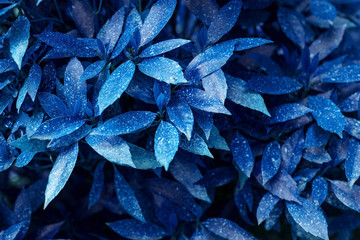 Classic blue. Fresh leaves wall background. Color of the year 2020.