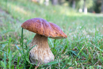 Big Funghi Porcini, yammy edible white mushrooms in wild nature forest. Food close up macro in sunny Finland