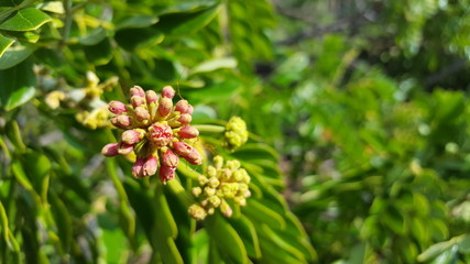 Beautiful Samanea Saman flower with pink color. Rain tree which is a source of water storage