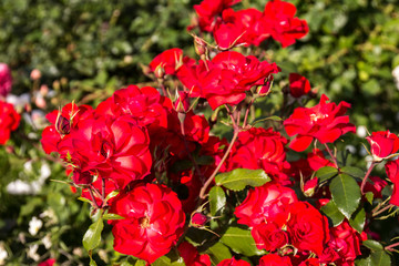 blooming Bush of rose pink color in the summer Park in Sunny weather