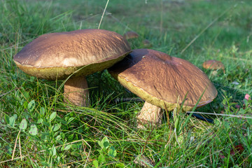 Big Funghi Porcini, yammy edible white mushrooms in wild nature forest. Food close up macro in sunny Finland
