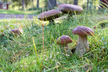 Big Funghi Porcini, yammy edible white mushrooms in wild nature forest. Food close up macro in sunny Finland