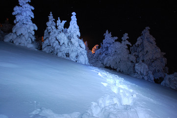 Snowy forest on a winter night