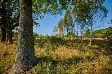 Peaceful rural summer european landscape with green trees and water