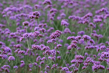 Close-up of spring outdoor, blooming willow verbena，Verbena bonariensis