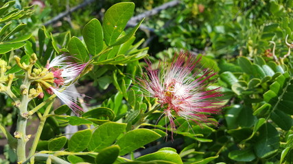 Beautiful Samanea Saman flower with pink color. Rain tree which is a source of water storage