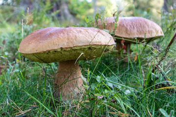 Big Funghi Porcini, yammy edible white mushrooms in wild nature forest. Food close up macro in sunny Finland
