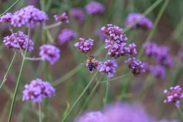 Close-up of spring outdoor, blooming willow verbena，Verbena bonariensis