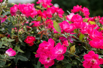 blooming Bush of rose pink color in the summer Park in Sunny weather