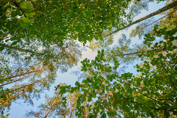 Dense green crowns of trees in the forest on a sunny summer day