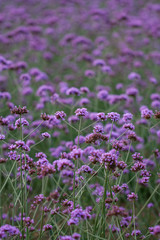 Close-up of spring outdoor, blooming willow verbena，Verbena bonariensis