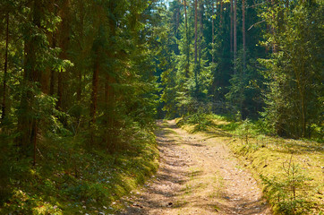 Sunny european forest landscape on a summer day with green trees