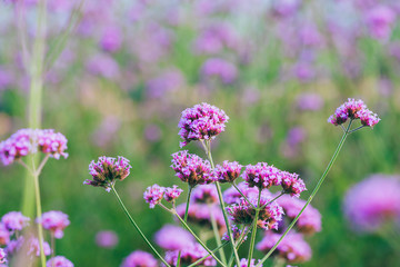 Close-up of spring outdoor, blooming willow verbena，Verbena bonariensis
