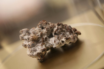 Magic amazing mushroom eating in central of Amsterdam super truffles psychedelic experience...