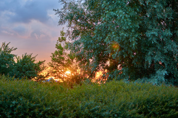 Sunset between trees in summer in rural Europe