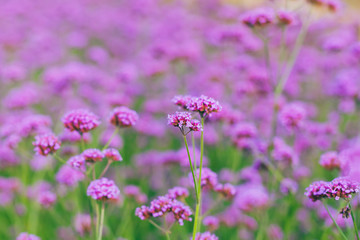 Close-up of spring outdoor, blooming willow verbena，Verbena bonariensis