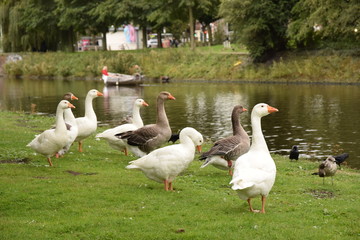flock of canada geese