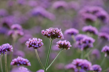Close-up of spring outdoor, blooming willow verbena，Verbena bonariensis
