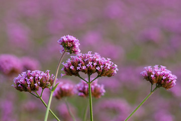 Close-up of spring outdoor, blooming willow verbena，Verbena bonariensis