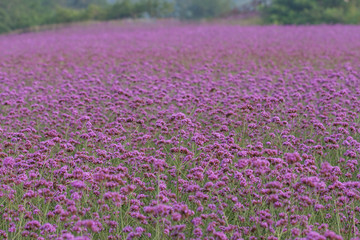 Obraz premium Close-up of spring outdoor, blooming willow verbena，Verbena bonariensis